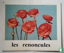 Les renocules.