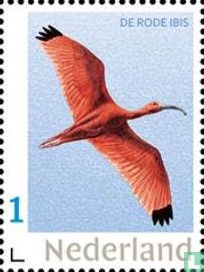 L'ibis écarlate