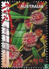 Les merveilles du wattle