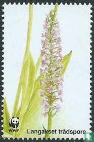 Deense orchideeën