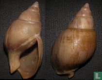 Buccinastrum paytense