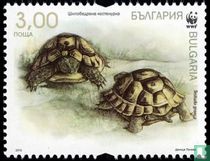 Turtles