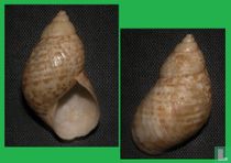 Plectostylus broderipii