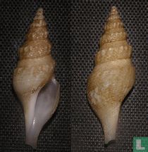 Mangelia martensi