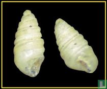 Oscilla ligata