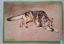 Le chien.