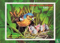 Fringilla coelebs (Common Chaffinch)