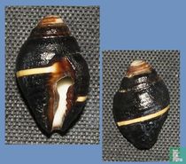 Engina mendicaria unilineata