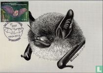 Bats
