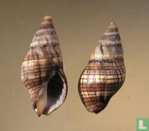 Japeuthria cingulata