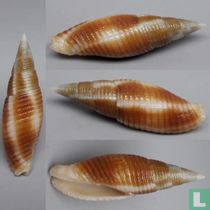 Gemmulimitra rubiginosa