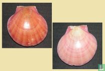 Dentamussium obliteratum