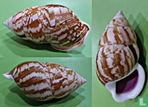 Amphidromus cambojiensis