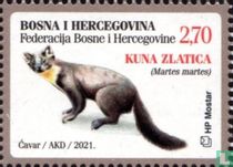 Pine marten
