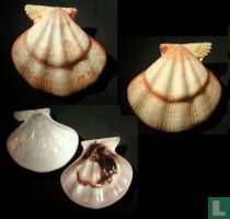Mesopeplum convexum 