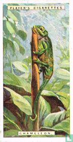 Chameleon