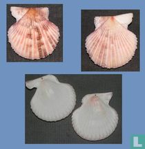 Volachlamys singaporina