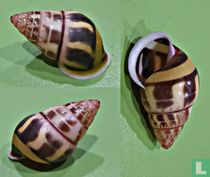 Amphidromus binhphuocensis