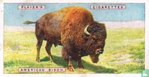 American Bison