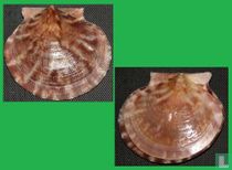 Lissochlamys exotica