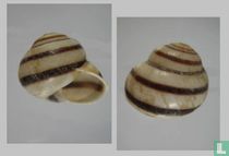 Calocochlea persimilis podagra