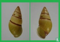 Amphidromus liei