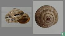 Xerosecta reboudiana