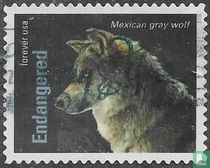 Mexican wolf