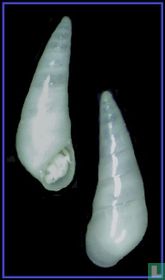 Vitreolina antiflexa