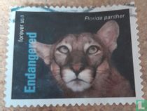 Panther
