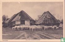 HULSHORST VELUWSE SCHAAPSKOOIEN