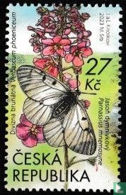 black apollo butterfly