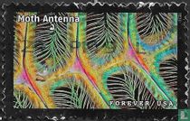 Antenna of a moth
