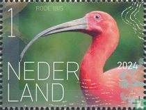 Ibis écarlate