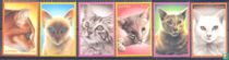 Katzen