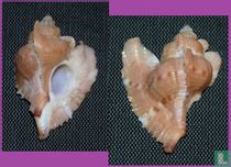 Pteropurpura stimpsoni 