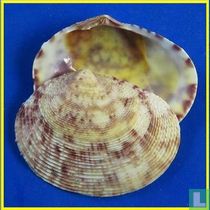 Semele formosa