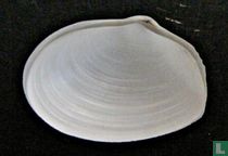 Periploma ovata d'Orbigny, 1846