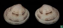 Leukoma jedoensis