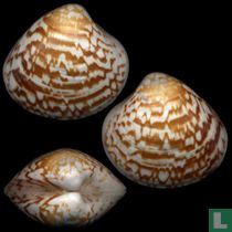 Lioconcha lorenziana