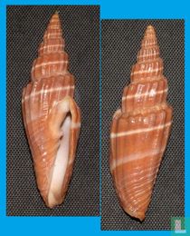 Vexillum subdivisum