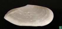 Tellina petitiana