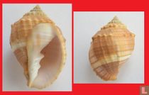 Euclia cassidiformis