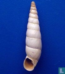 Albinaria nivea goldfussi