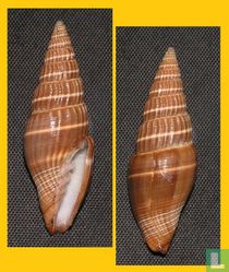 Vexillum formosense