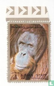 Orangutan