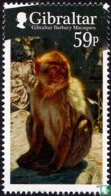 Barbary Apes