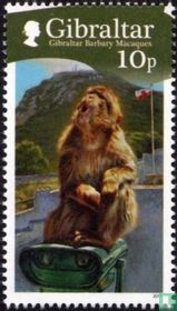 Barbary Apes
