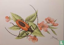 Boktor: Cerambycidae Europa