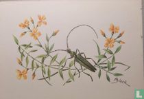 Muskus bok: Aromia moschata Europa